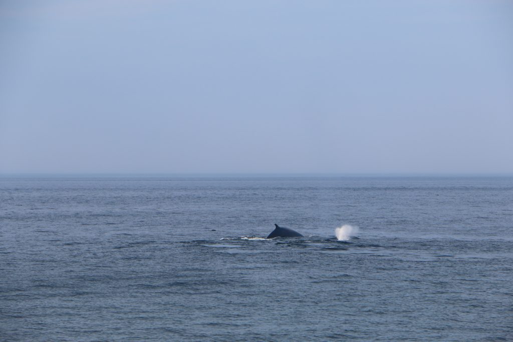 Fin-whale seen from Taudoussac