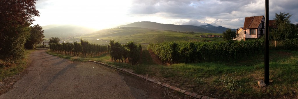 Route de vin in Alsace