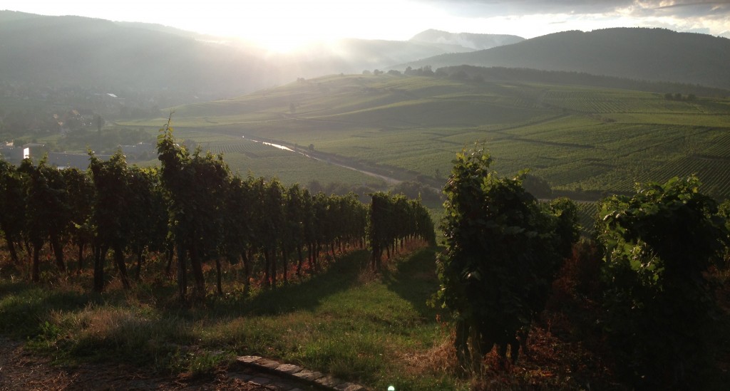 Route de vin in Alsace