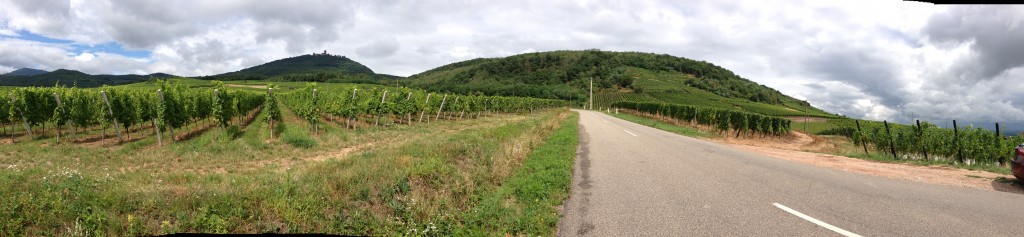 Route de vin in Alsace