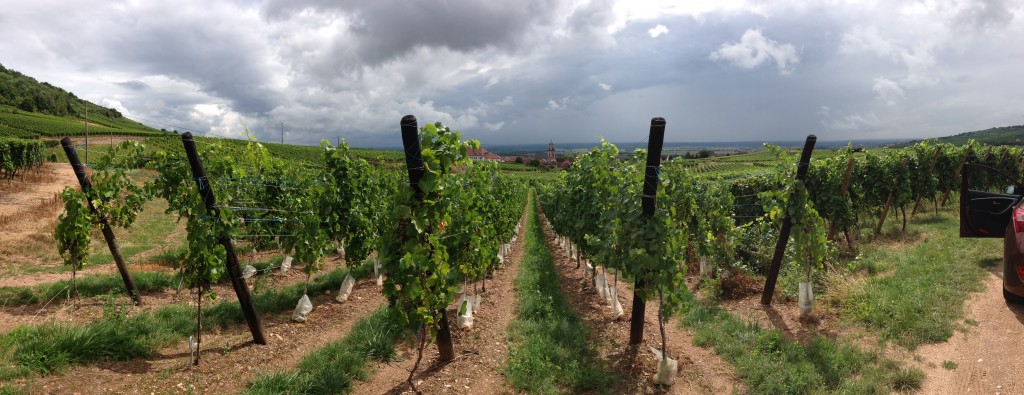 Route de vin in Alsace